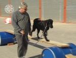 Rettungshundestaffel testet junge Hunde für die Ausbildung zum Rettungshund